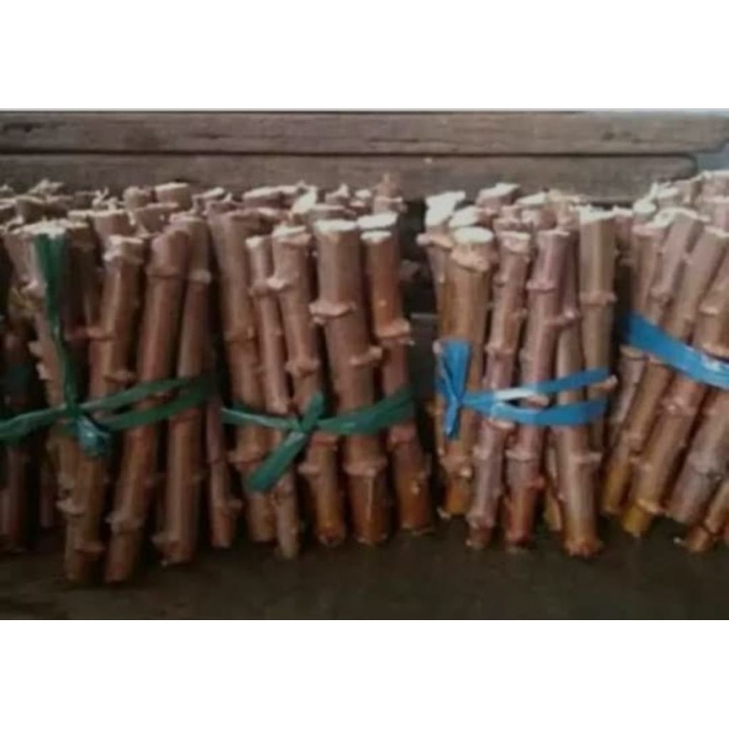 termurah/ 10-batang stek singkong keju ready siap tanam