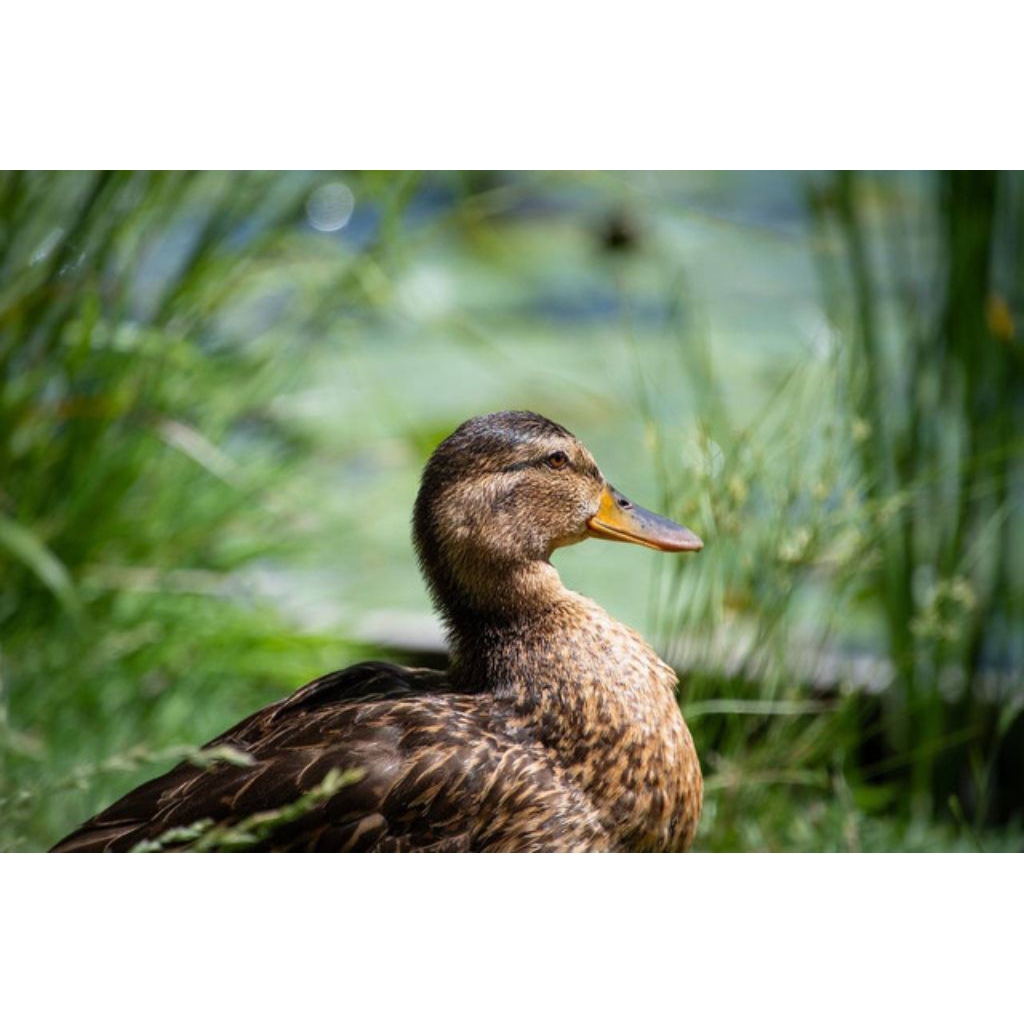 Telur fertil bebek alabio siap di tetaskan