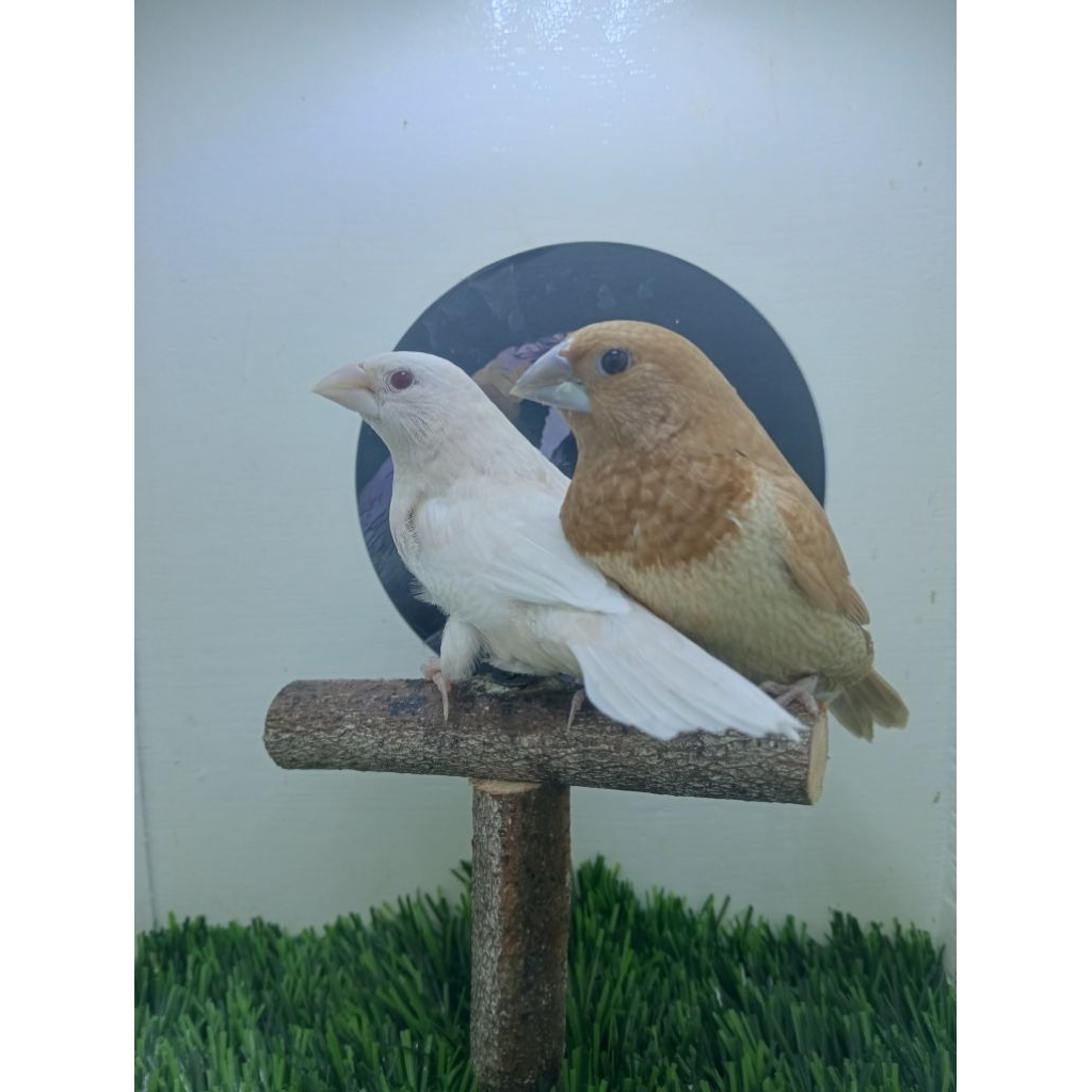 EMJE / EMPRIT JEPANG HOLLAND CREAMINO