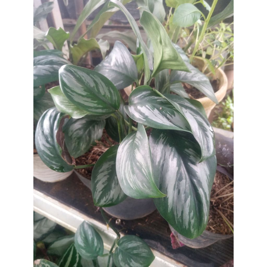 Scindapsus treubii sp. Sumatra. 