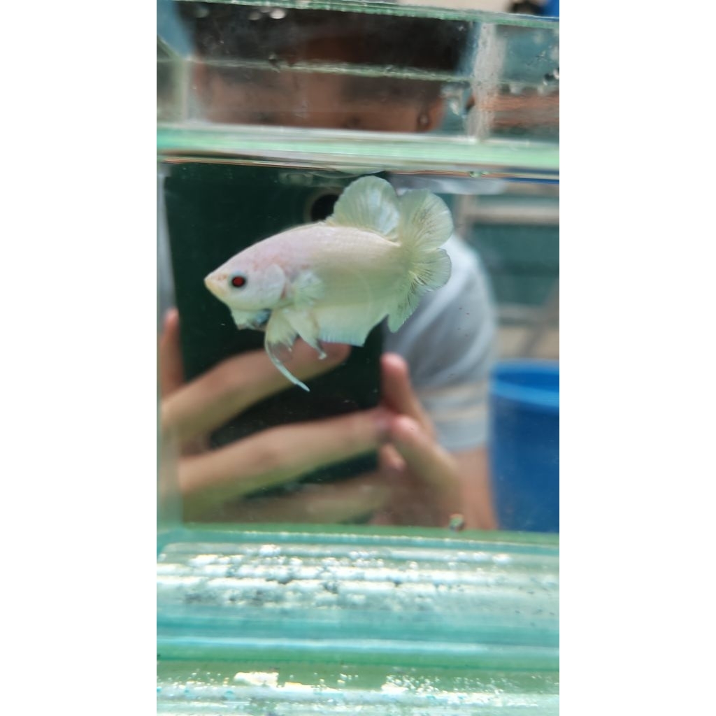 Cupang Plakat Double Tail White Platinum