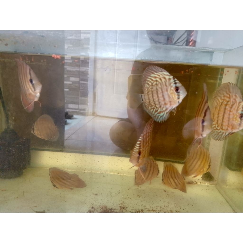 Hiasan Aquarium Ikan Discus 3In Up
