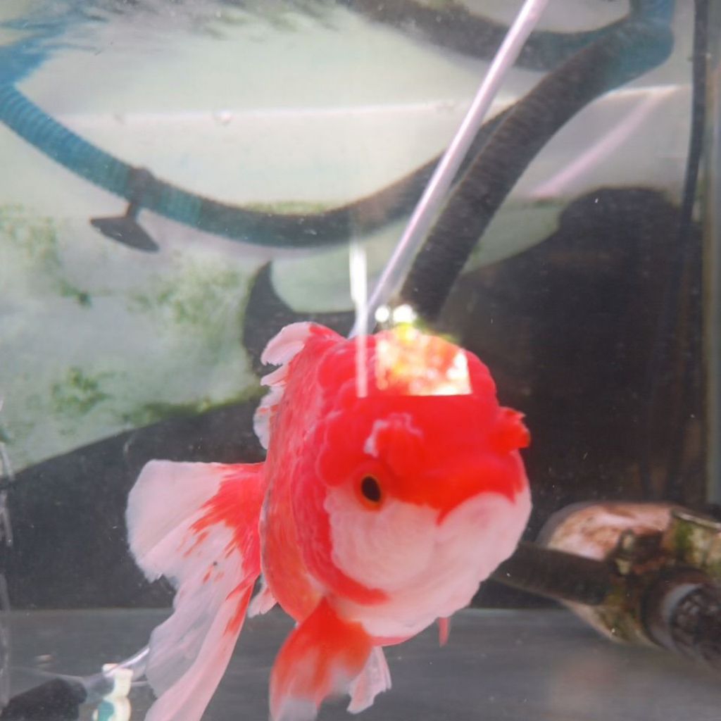 Goldfish / Ikan Koki Oranda Size L