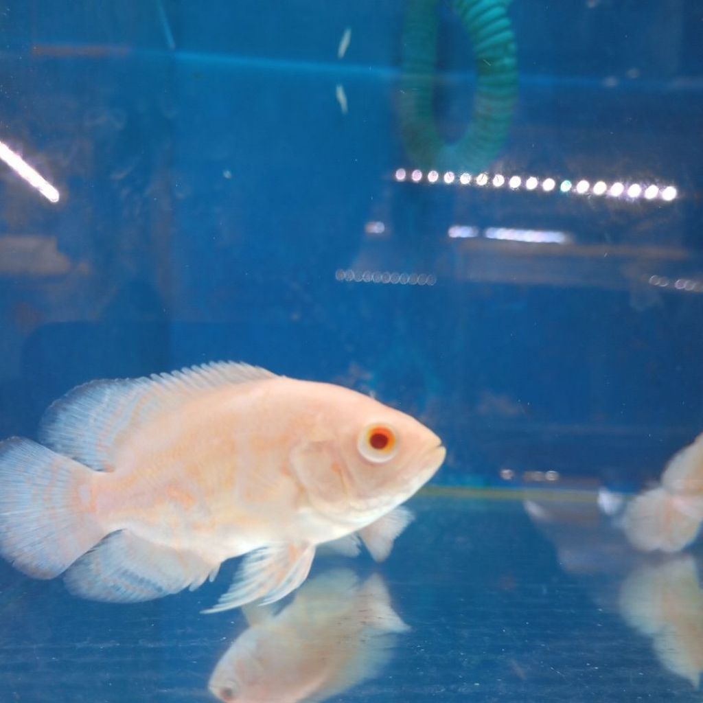 Oscar Albino