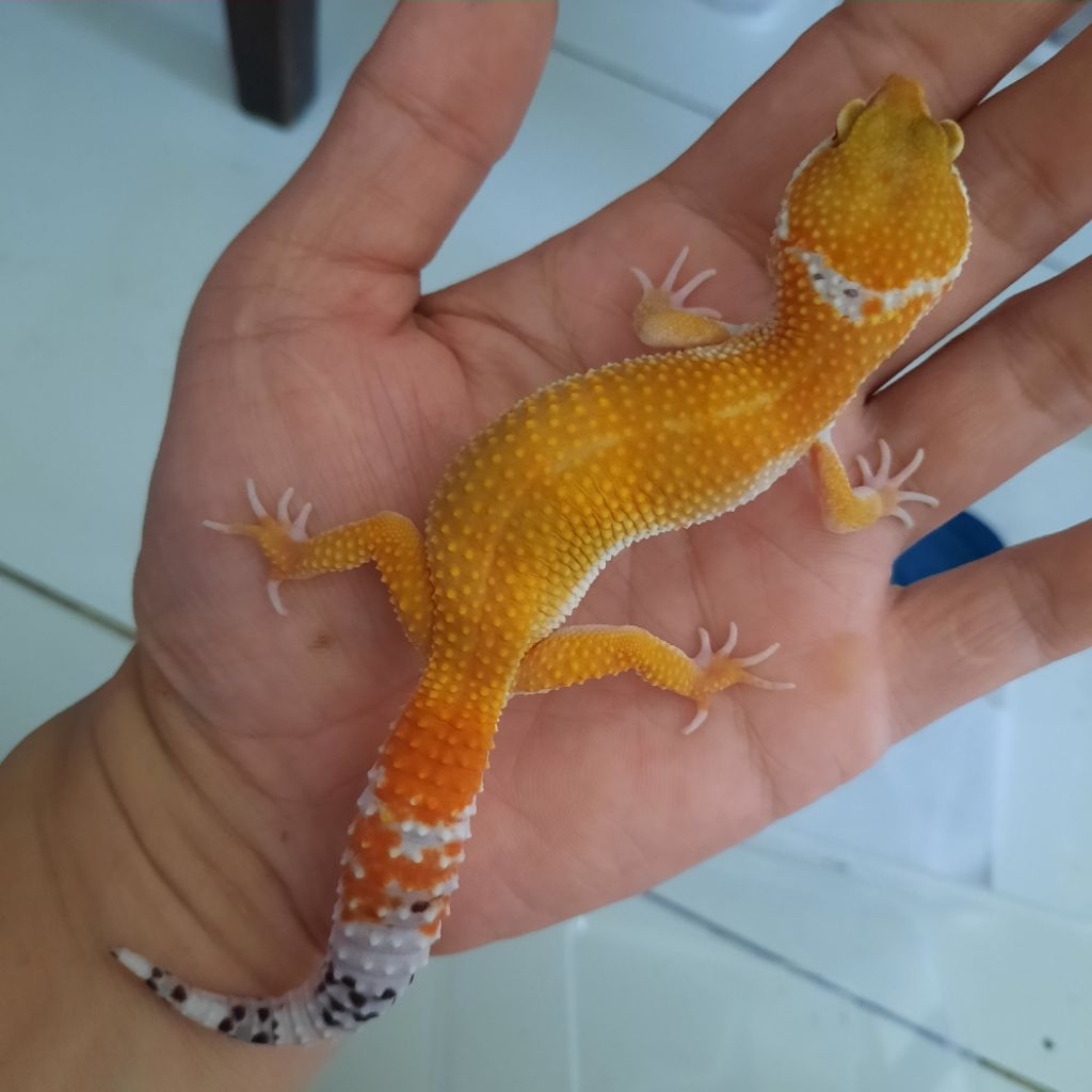 Asli Mainan Anak Baby Gecko leopard Juvenile SHTCTB X