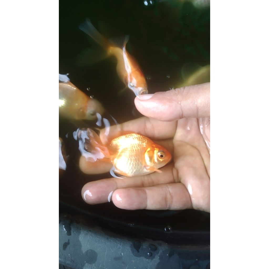 Anakan ikan mas koki oranda 5—6cm