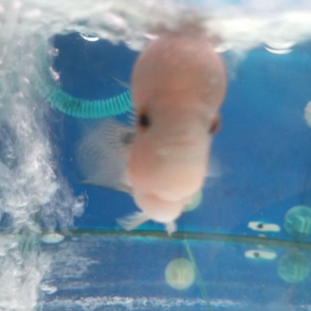 hiasan louhan srd bonsai