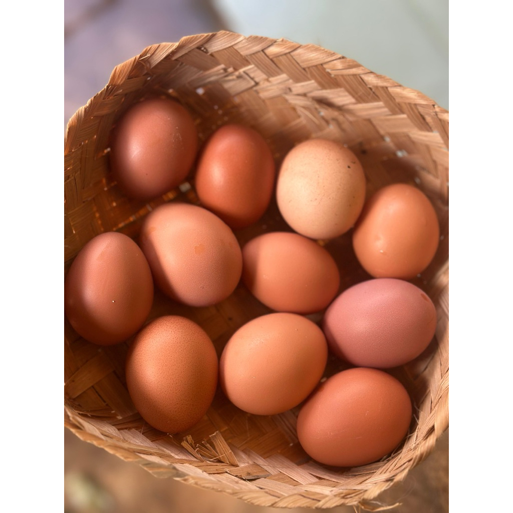 Telur Omega 3 Kaya Nutrisi dan Dha+Epa Palembang