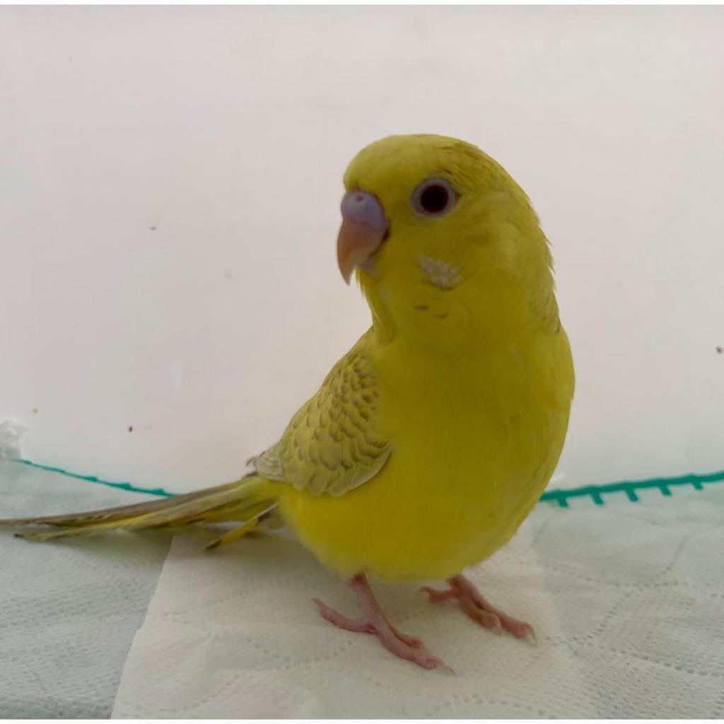Parkit Lutino Parkit Lokal Burung Hias Terbaik Bulu Bersih