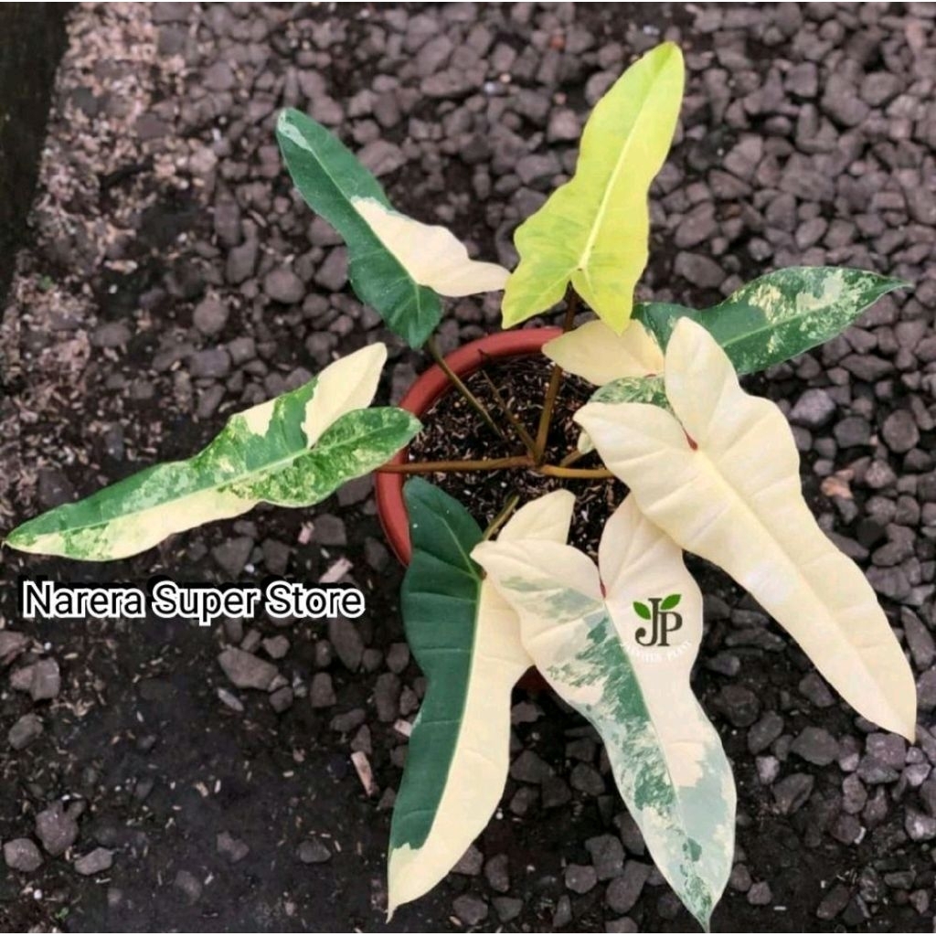 Tanaman Hias Phillodendron Jennifer  Billitiae x Florida Beauty Jenifer  Billie Var x Flobe Var Vari