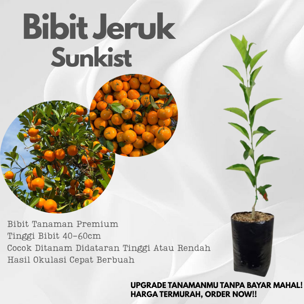 Jeruk Sunkist Bibit Premium Hasil Okulasi Cepat Berbuah Manis Legit