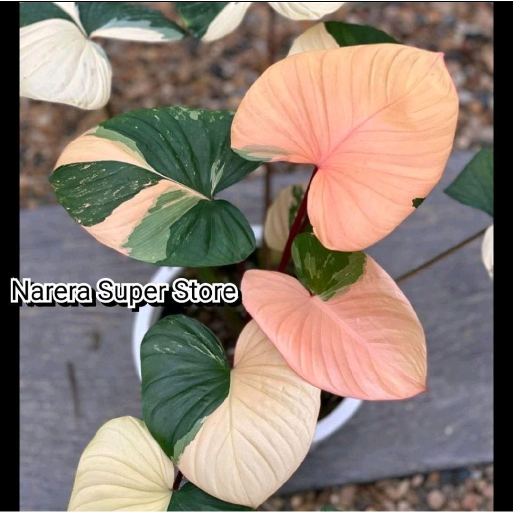 Tanaman Hias Homalomena Rubescens Pink Variegated Variegata Varigata Hamalomena Real Pict Murah Ekon