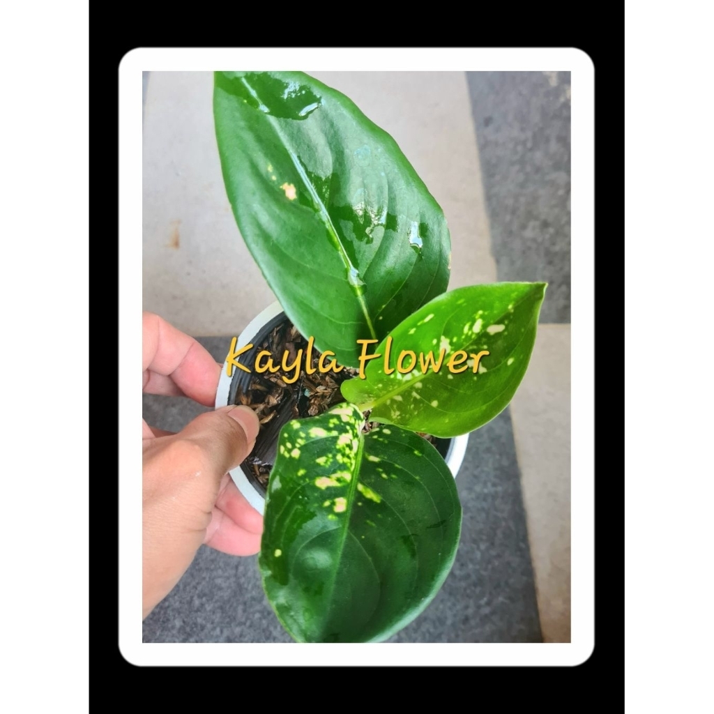 Aglaonema Suksom White Anakan | Daun 3 Up | Tanaman Sehat Akar Aktif