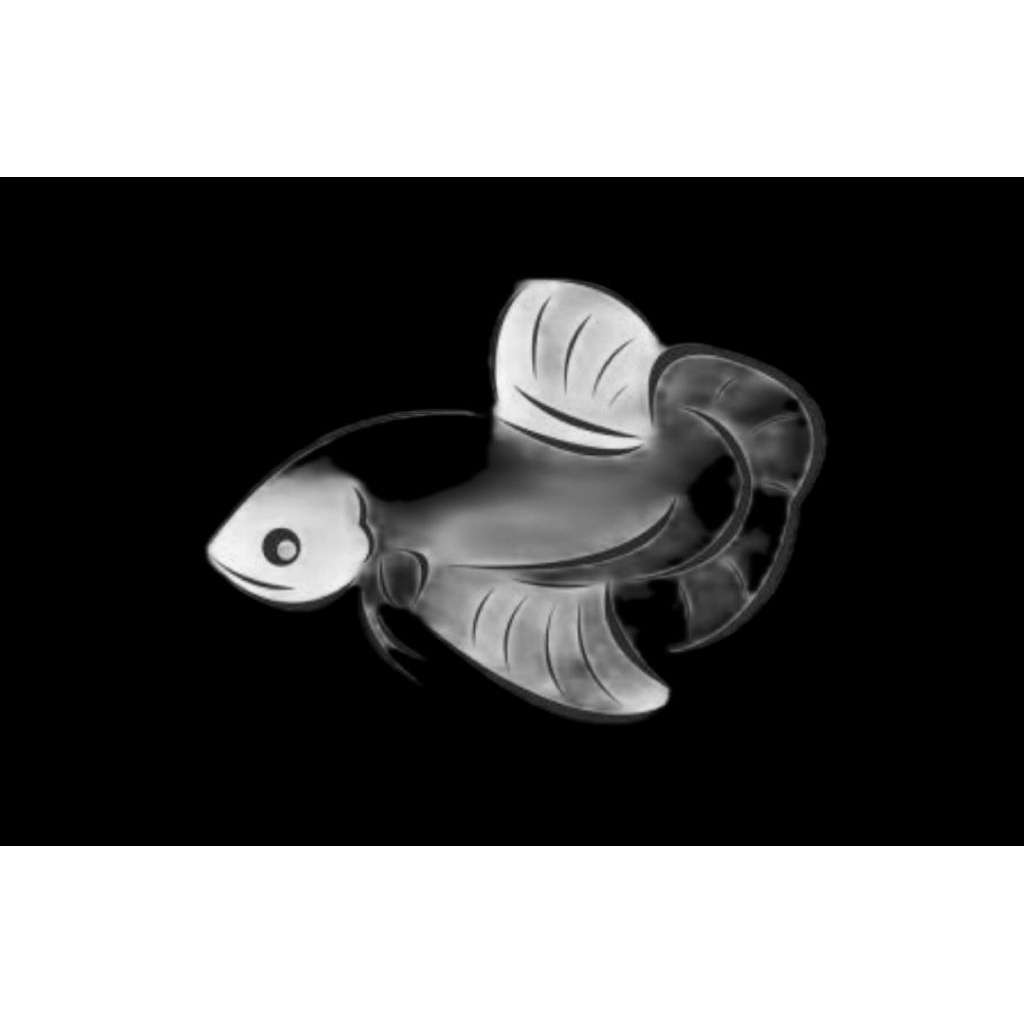 HIASAN AQUARIUM CUPANG HALFMOON MERAH PUTIH JANTAN 100% GARANSI