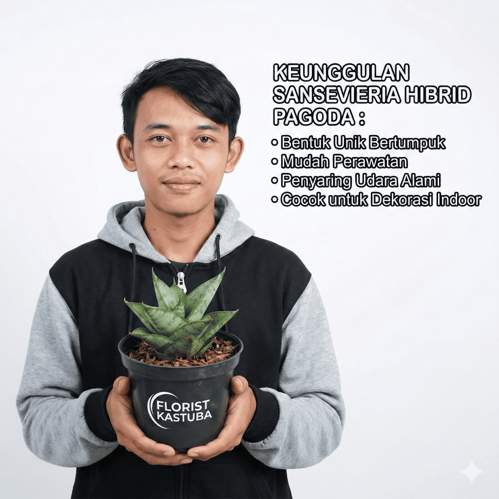 Tanaman Hias Sansevieria Hybrid Pagoda Tower Mini - Lidah Mertua Unik Indoor