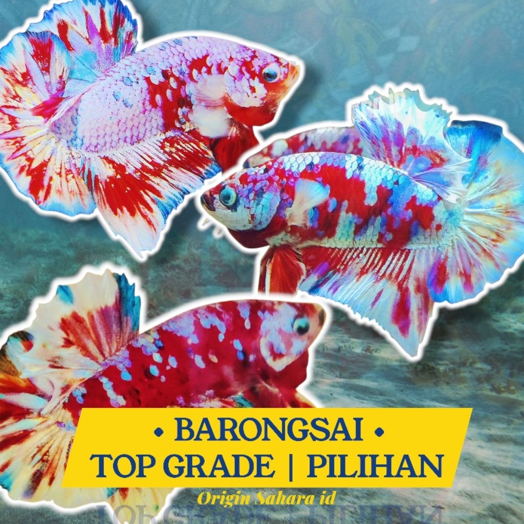 CUPANG RED BARONGSAI INDUKAN  SOTIRAN SUPER BASE || TERMURAH  DAN BERKUALITAS | 3BULAN| TOP QUALITY 