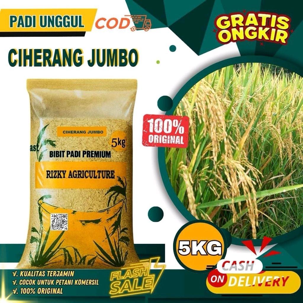 BENIH PADI BIBIT PADI CIHERANG JUMBO BIBIT UNGGUL BERKUALITAS KEMASAN 5 KG