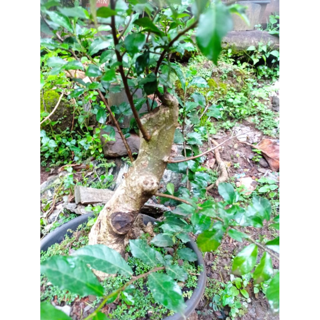 bonsai serut udah jadi tinggal ngawat