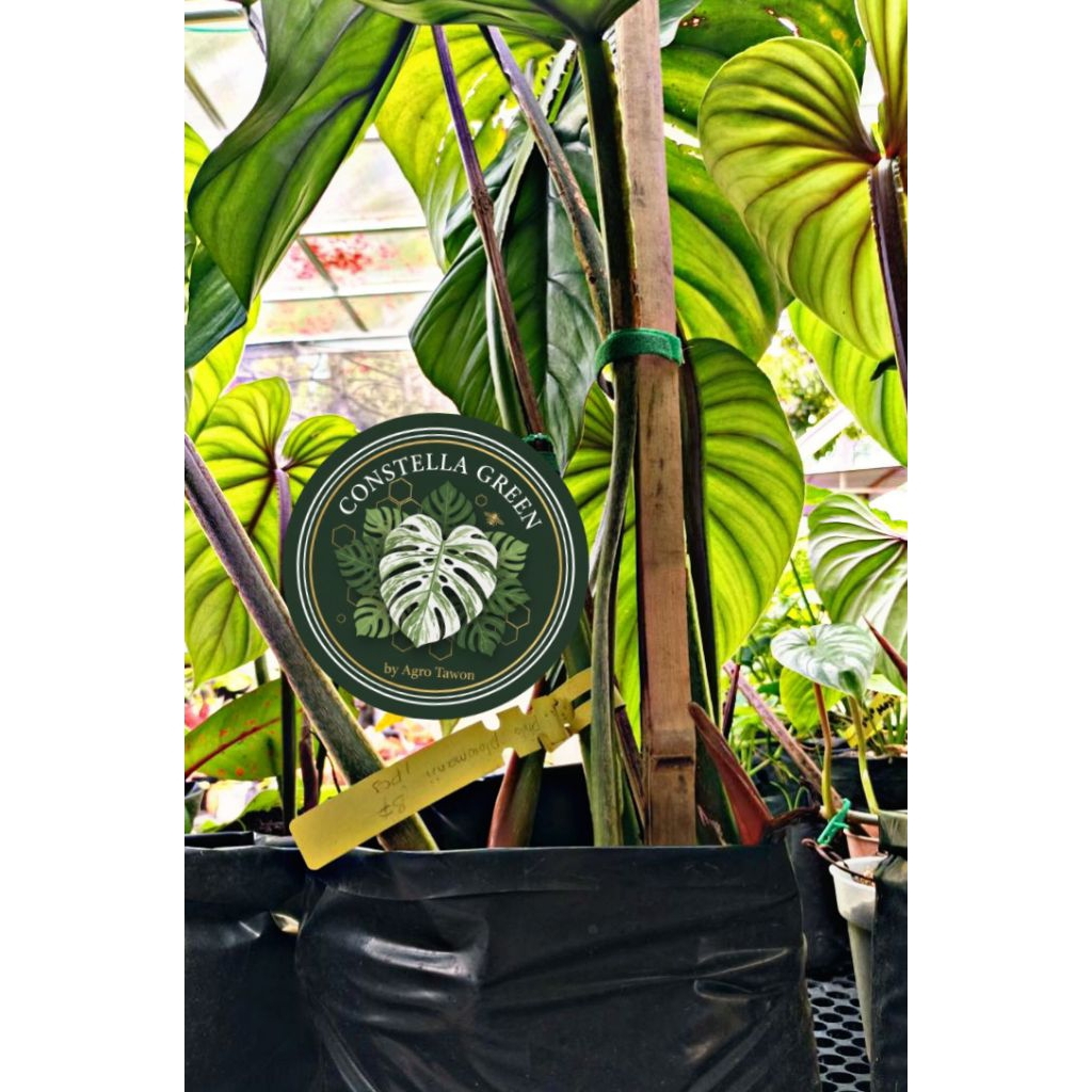 [JUMBO] Philodendron Plowmanii – Tanaman Hias Daun Bergelombang Mewah, Philo Koleksi Akar Mapan & Ba