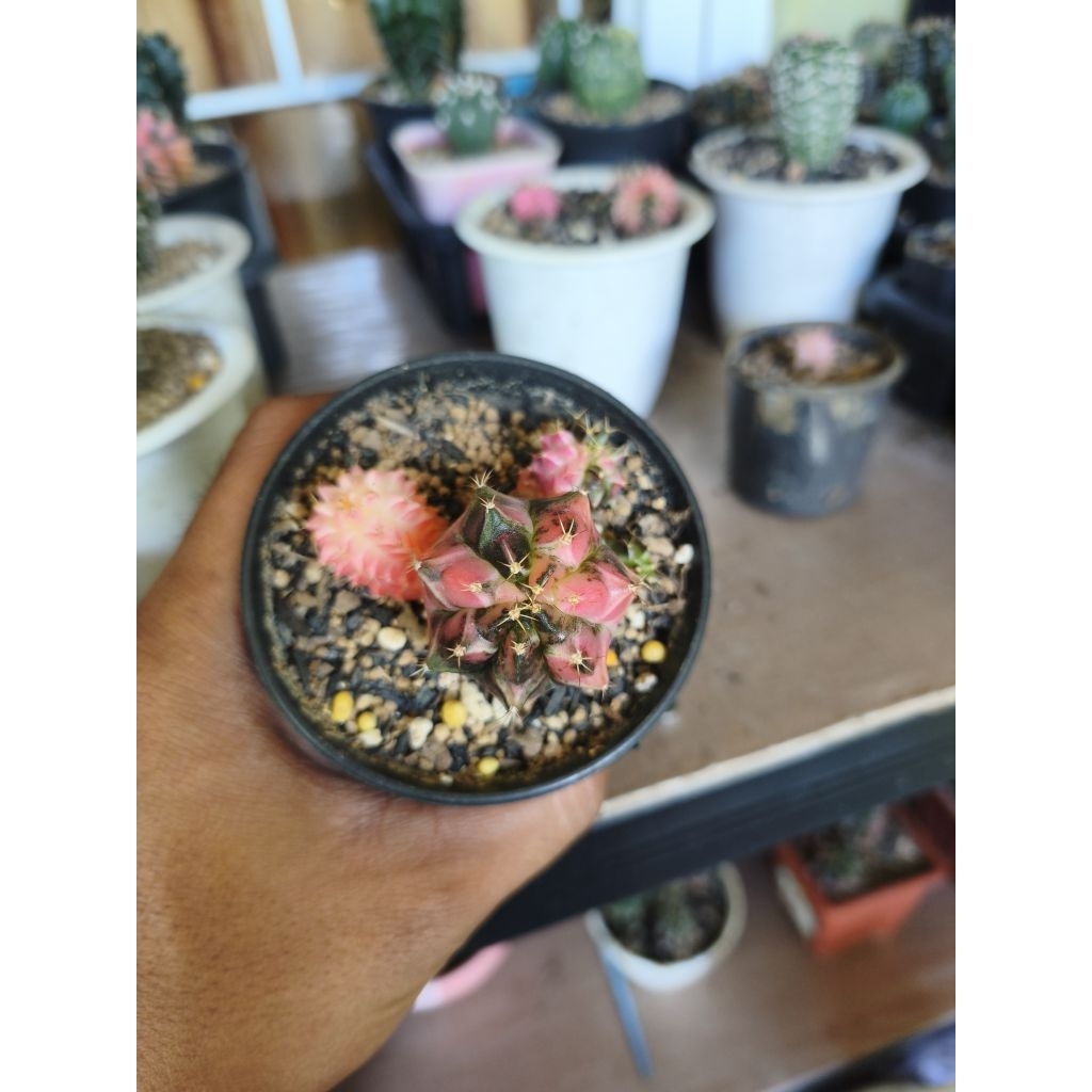 kaktus gymno miha varigata sudah 3 anakan