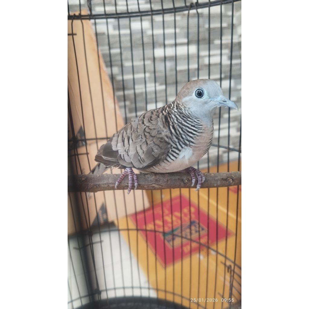 PERKUTUT KATURANGGAN GENDOWO SABDO