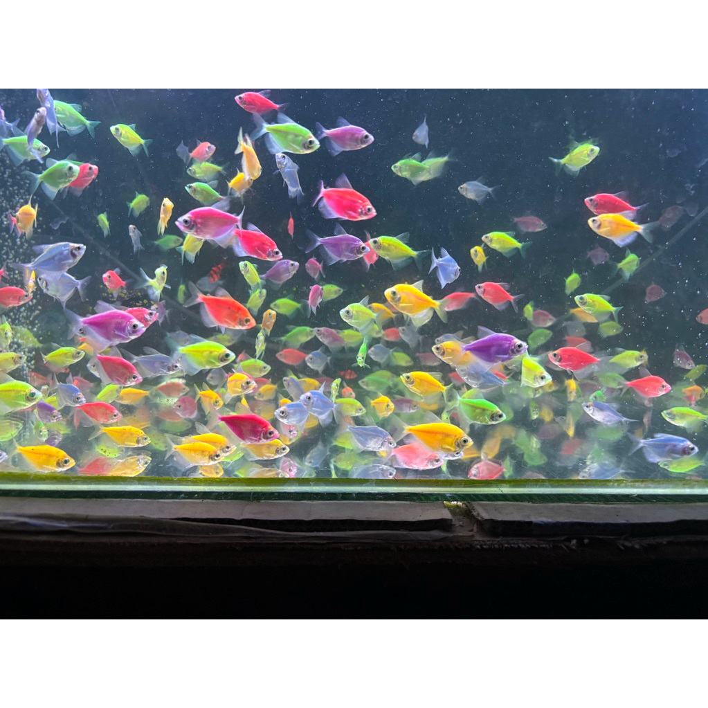tetra warna warni pelet glowfish tetra warna warni per ekor ikan hias aquarium