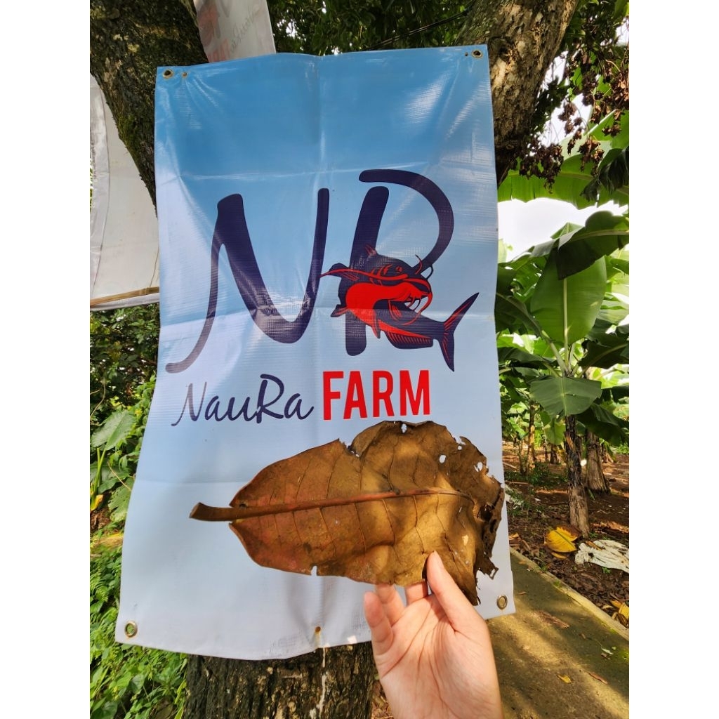 DAUN KETAPANG LAUT KERING dan BERSIH 1 bungkus isi 12 lembar untuk vitamin warna ikan cupang dll Aqu