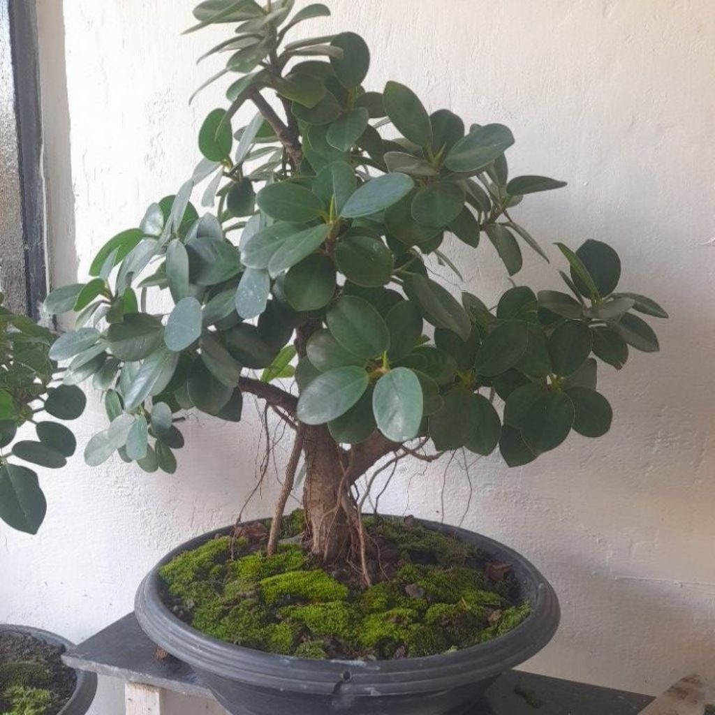 Bonsai beringin dollar sudah jadi