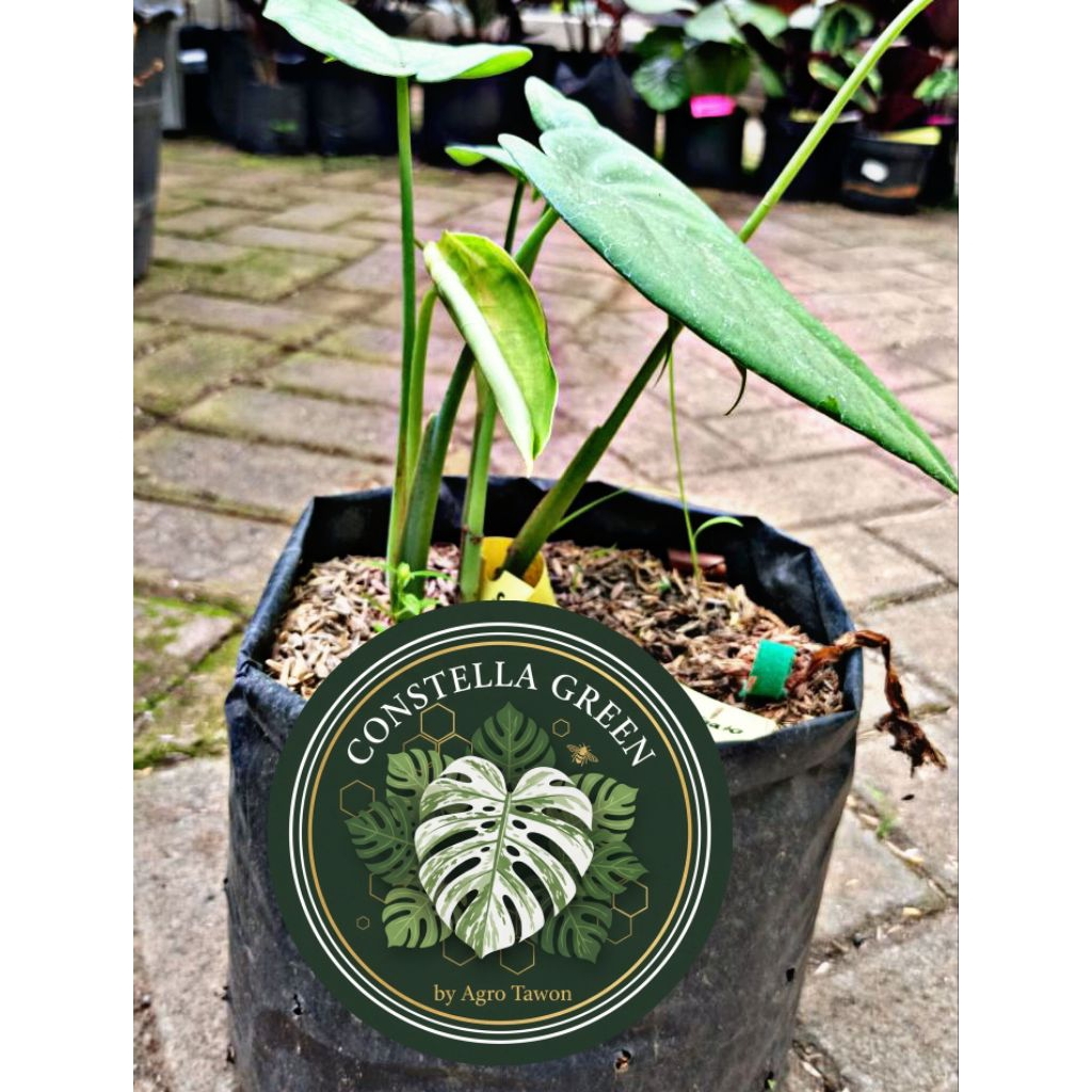 [HIGH CLASS] Syngonium Chiapense Variegata – Tanaman Hias Daun Tebal Eksotis, Koleksi Syngonium Lang