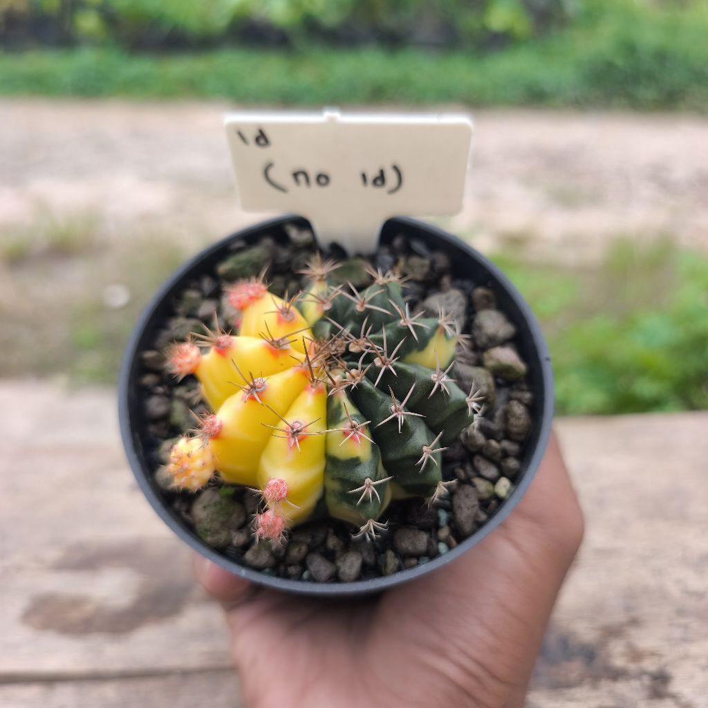 kaktus gymno