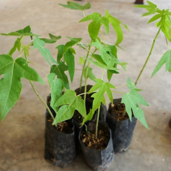 Bibit Pepaya Jingga / Jinggo