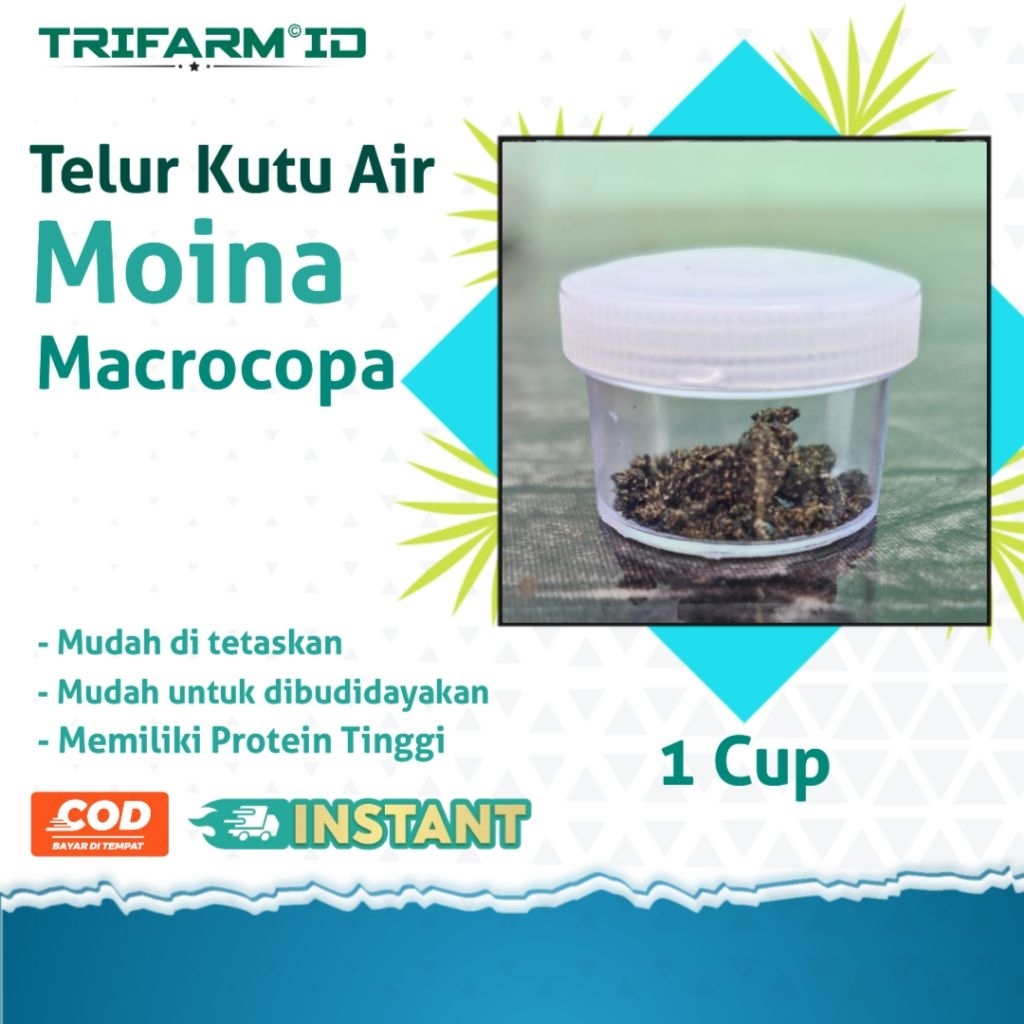 Telur Kutu Air Moina Macrocopa Pakan Ikan Hias