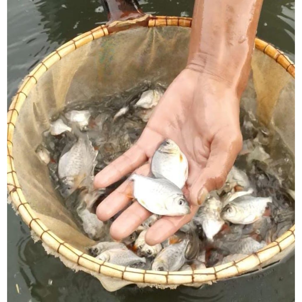 bibit ikan bawal