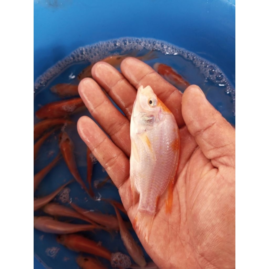 Bibit ikan nila bangkok