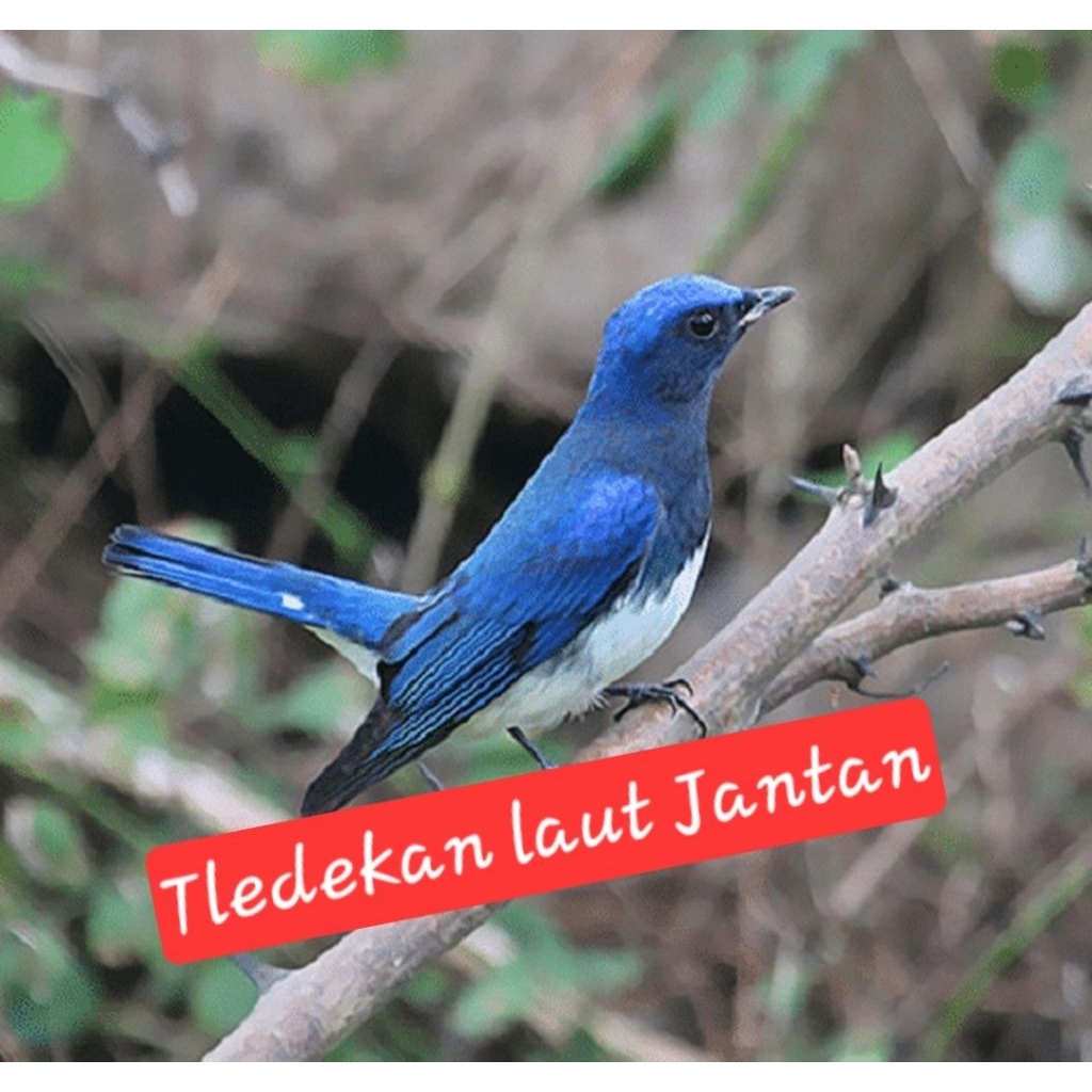 tledekan laut jantan rawatan