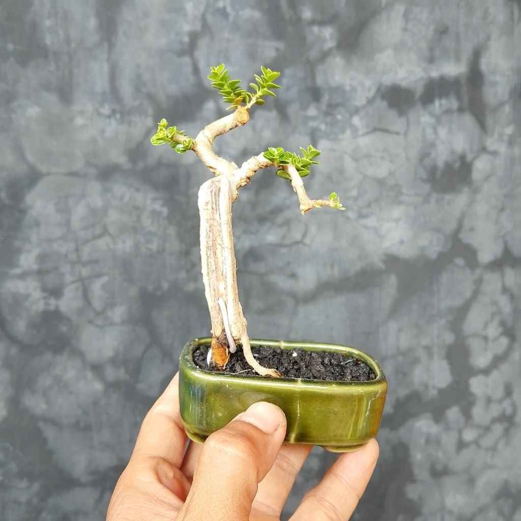 Bonsai mini shito sancang variegata