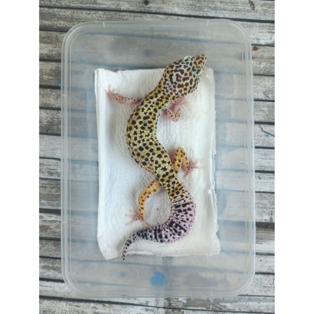 MAINAN GECKO SNOW BN