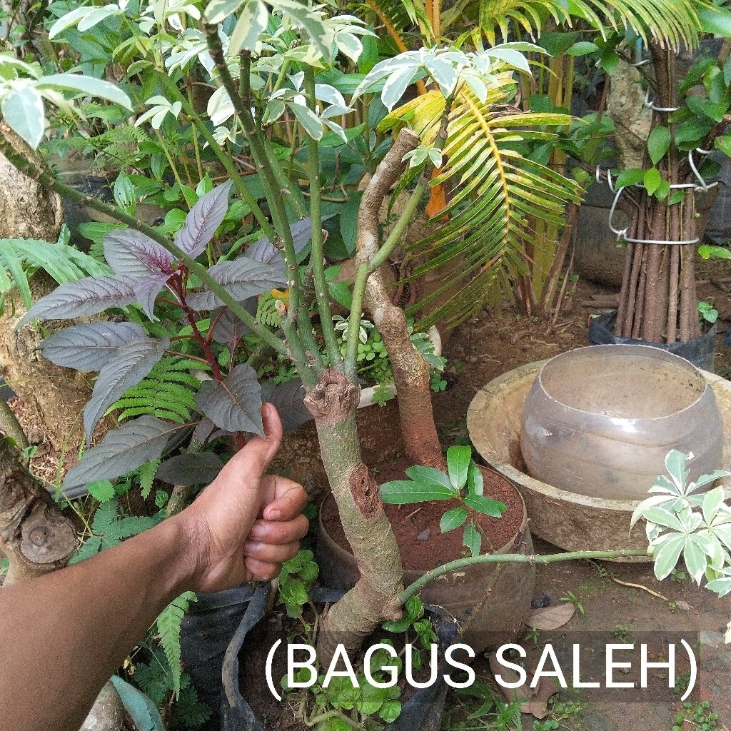 BONSAI RANDU PUTIH