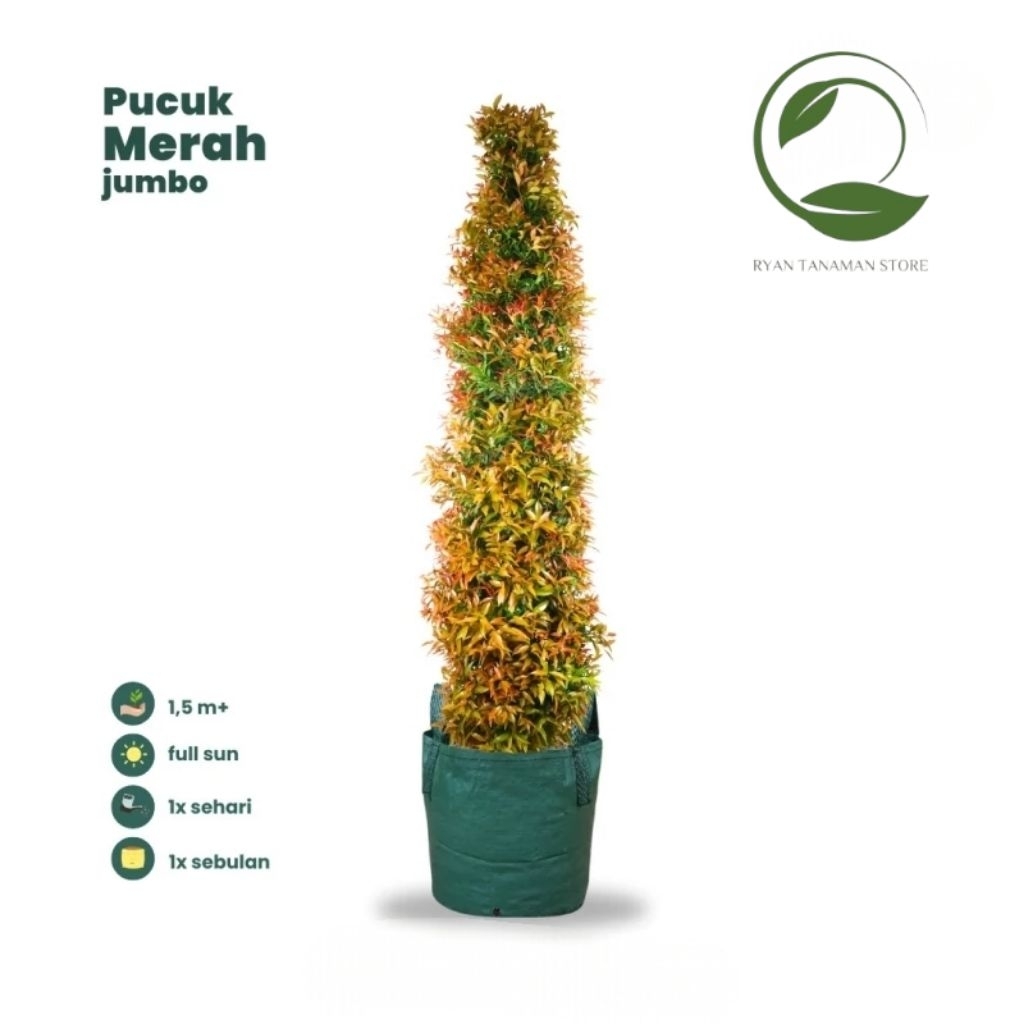 Tanaman Hias Pucuk Merah Jumbo - Tanaman Pucuk Merah Tinggi 1-2 Meter