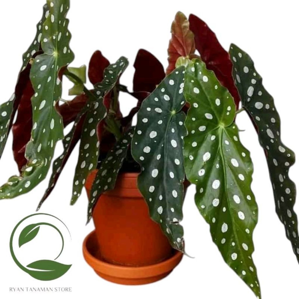Tanaman Hias Begonia Polkadot Hijau - Tanaman Begonia Totol Putih