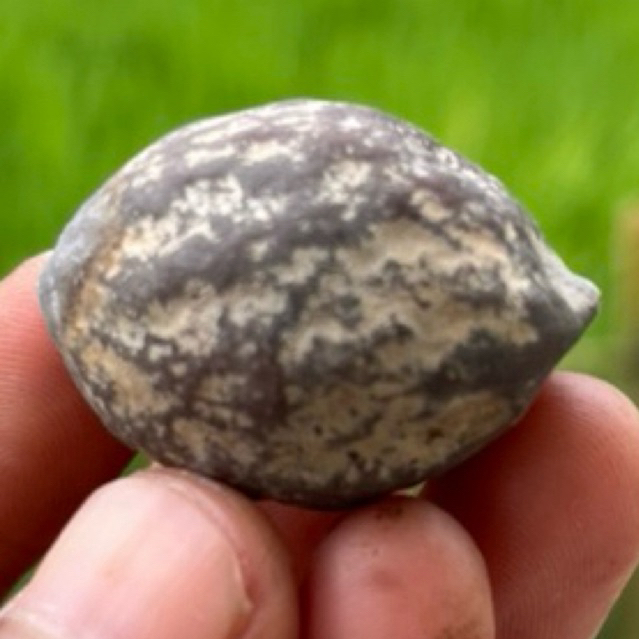 MUNCANG KEMIRI ADU JALIM CENTIK