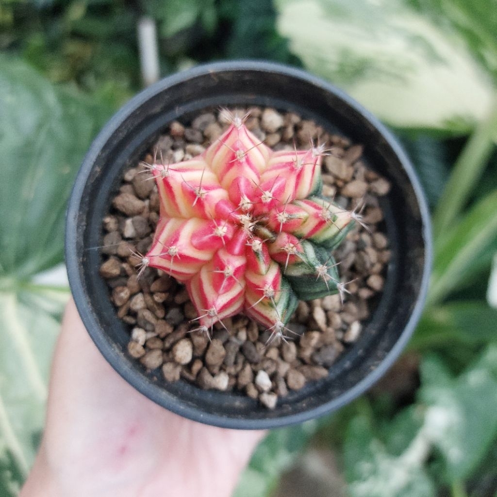 Kaktus Palembang Gymnocalycium Gymno Hybrid Daydream