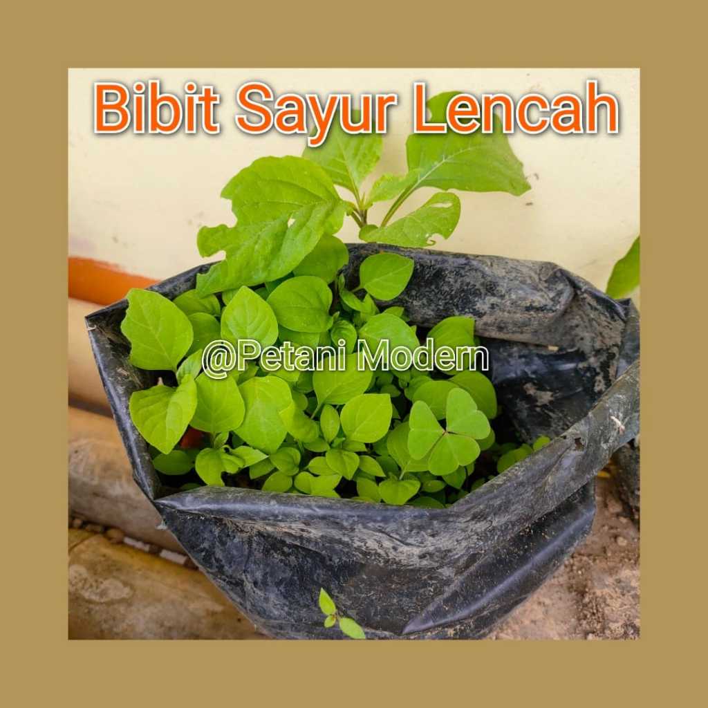 BIBIT SAYUR LEUNCA // BIBIT TANAMAN LEUNCA - HERBAL, ANTI INFLAMASI DAN PERAWATAN MUDAH