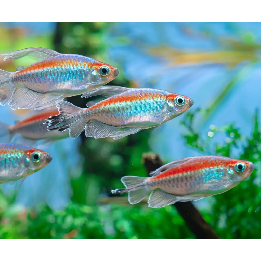 Ornamental Congo Tetra Jantan