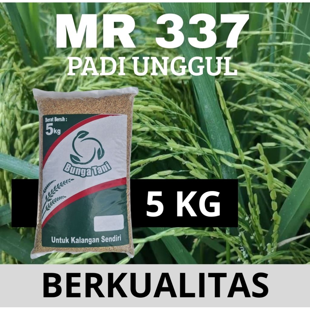 benih padi MR 337 kemasan 5kg