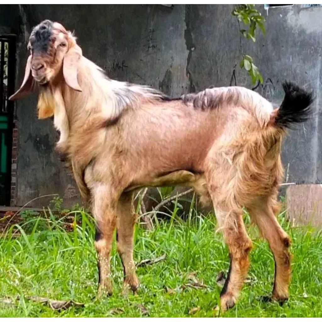 kambing hidup murah untuk aqiqah akikah kurban free ongkir