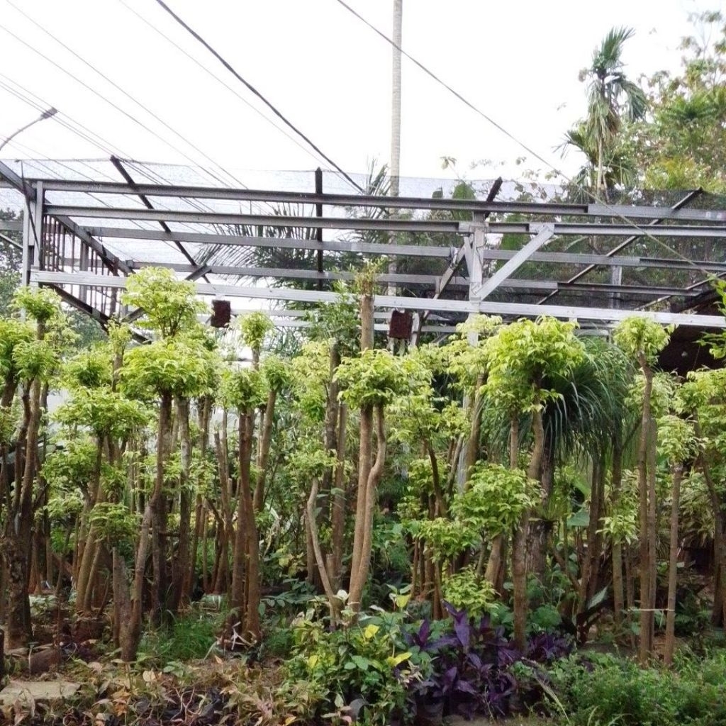 Pohon Anting Putri Bonsai