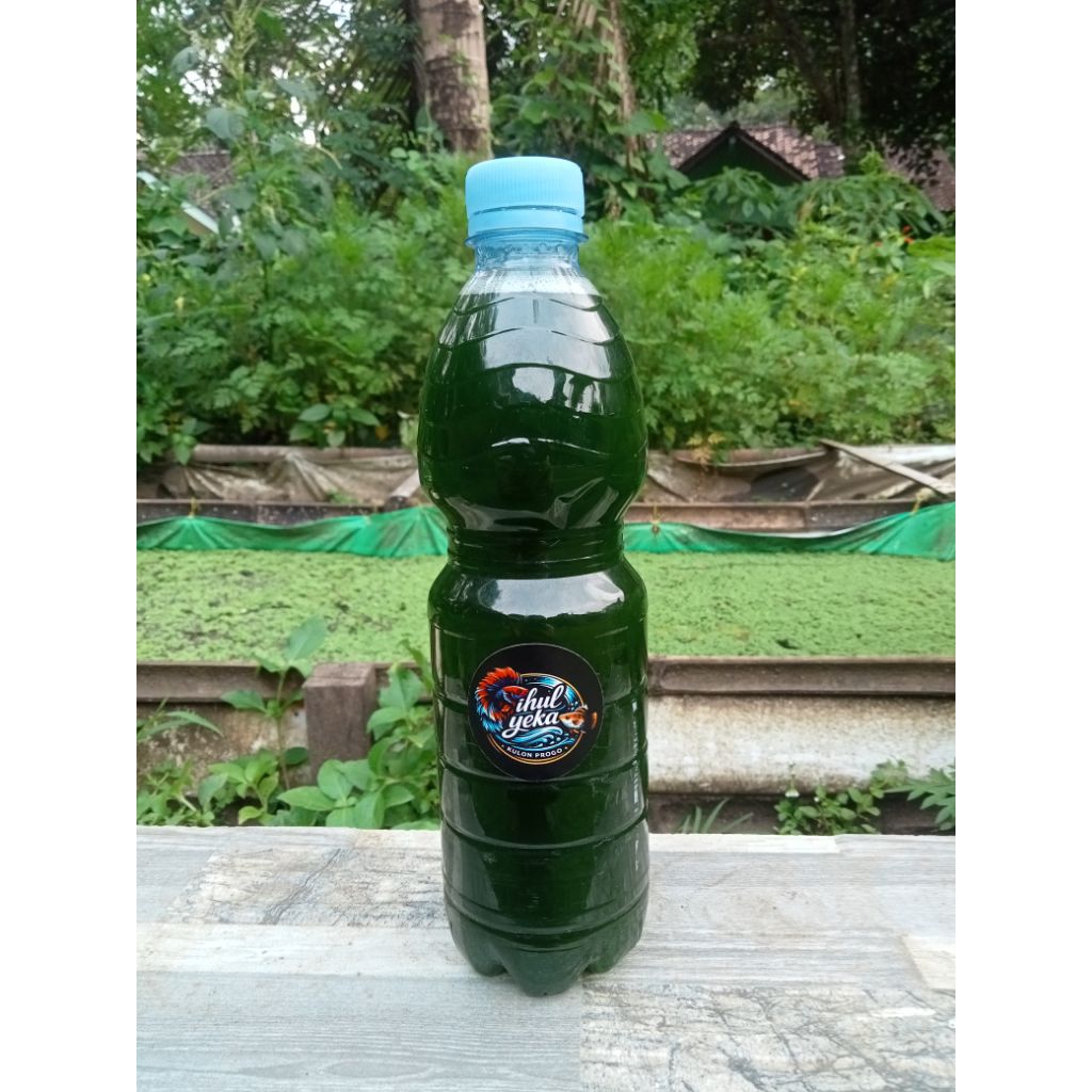 Green Water/Air Hijau Stater Chlorella Pakan kutu Air 600ml