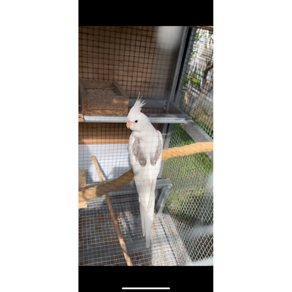 Falk Cockatiel Heavy Pied White Face / Heavy pied tompel