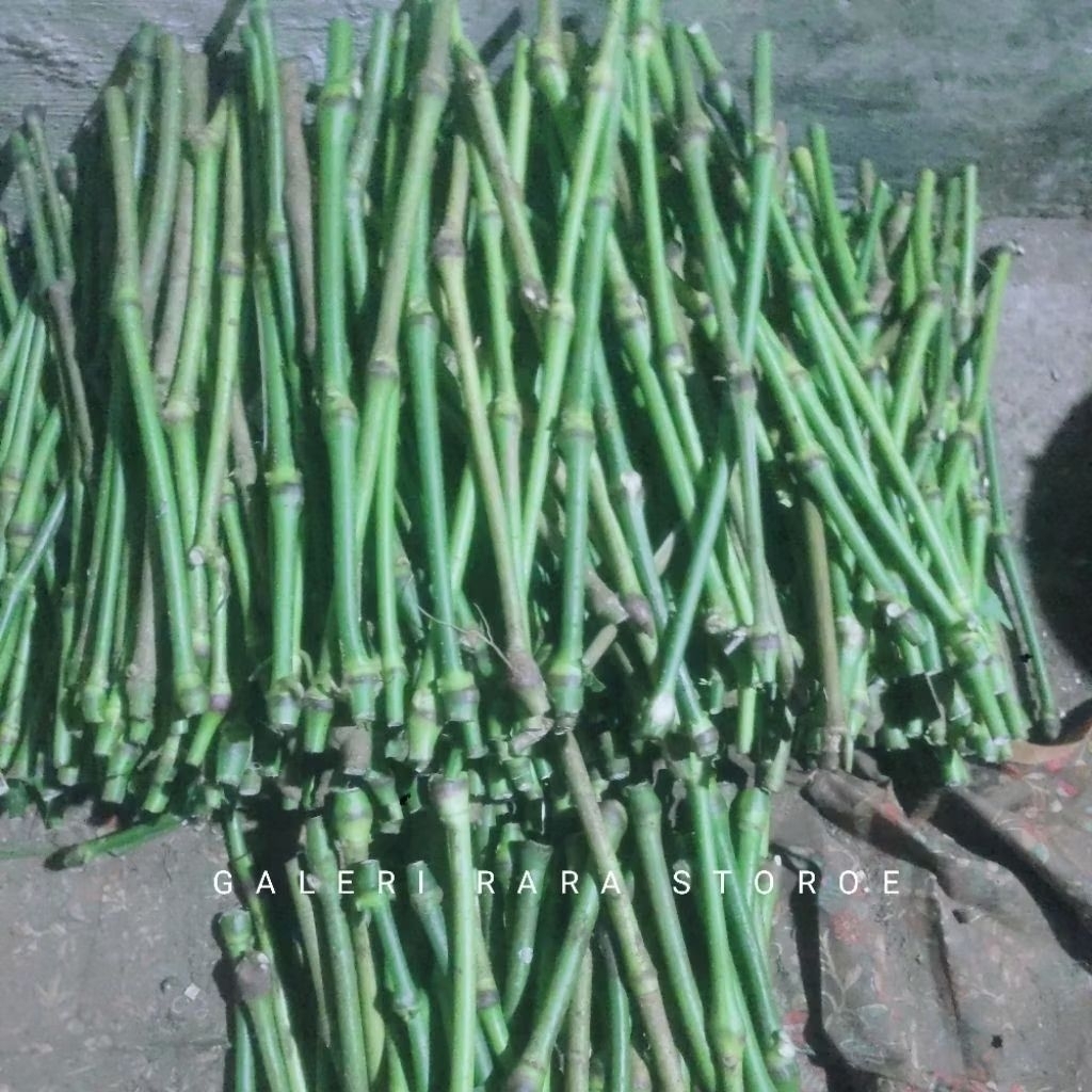 50 bibit batang melada lokal bahan sambung lada merica